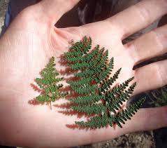 Image result for Cheilanthes