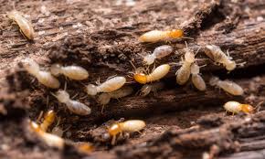 Maybe you would like to learn more about one of these? Warm Weather And Termites How To Protect Your Home Epm