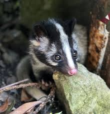 Masked Palm Civet Masked Palm Civet Weird Animals Rare Animals