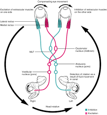 13 7 The Cranial Nerve Exam Anatomy Physiology