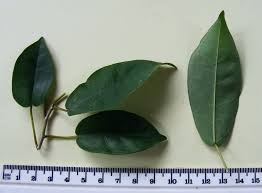 Image result for Ficus ottoniifolia