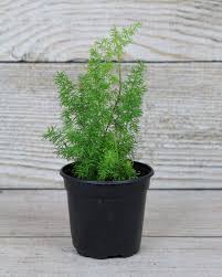 Image result for Asparagus setaceus