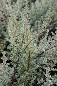 Image result for Ormocarpum kirkii