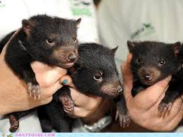 Pin On Tasmanian Devil