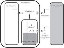 Located in the strait of malacca, off the northwestern coast of peninsular malaysia. A Natural Population Derived From Species Hybridization In The Drosophila Ananassae Species Complex On Penang Island Malaysia