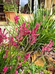 Image result for Anigozanthos