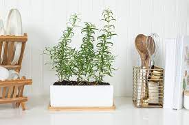 How To Grow Rosemary Rosemary Plant Growing Rosemary Growing Rosemary Indoors