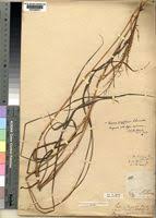 Image result for Setaria longiseta