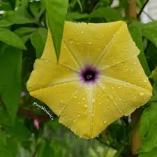 Image result for Ipomoea tuberculata