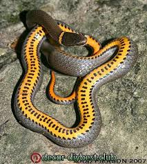 Got questions about illinois wildlife? Garten Garten Beautiful Snakes Snake Pretty Snakes