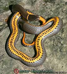Got questions about illinois wildlife? Garten Garten Beautiful Snakes Snake Pretty Snakes