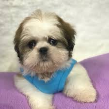 We understand that adopting a puppy is a huge responsibility, so. Shih Tzu Puppies For Sale Miami Shih Tzu Miami Forever Love Puppies