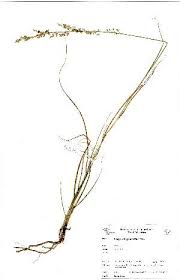 Image result for Eragrostis gummiflua