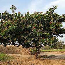 Cashew tree needs regular application of fertilizer to thrive and produce fruits. Cashew Trees For Sale Fastgrowingtrees Com