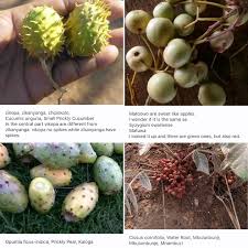 Image result for Syzygium owariense