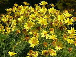 Check spelling or type a new query. Coreopsis Wikipedia