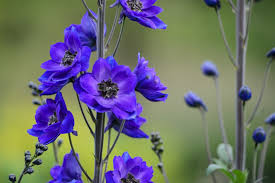 We did not find results for: Perennials To Grow For Cut Flowers Bbc Gardeners World Magazine