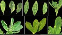 Image result for Alfalfa mosaic virus