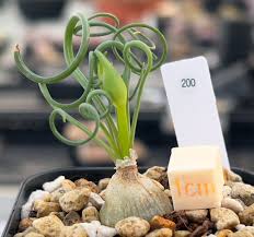 Image result for Albuca