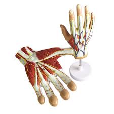 Image result for Hand Anatomy