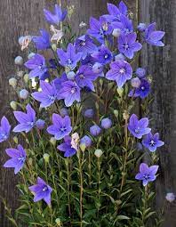Platycodon Balloon Flowers Flower Seeds Beautiful Flowers