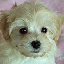 No matter if this is your first or 10th puppy adoption, you might have questions about certain topics, like what to look for when adopting a puppy online, or how to ship a puppy. Morkies Heavenly Puppies
