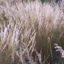 Image result for Stipagrostis