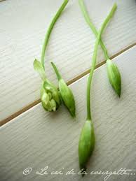 Bouton D Ail Des Ours Recettes De Cuisine Bio Le Cri De La Courgette Plantes Sauvages Comestibles Plantes Comestibles Cuisine Sauvage