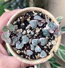 Different varieties of string of hearts. String Of Hearts Ceropegia Woodii Our House Plants