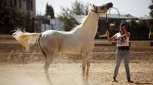 Touareq nama betina nya : Babi Hingga Kuda Ini 5 Hewan Yang Diyakini Membawa Keberuntungan Global Liputan6 Com