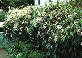 Plant Photo Of Clematis Armandii Clematis Armandii Evergreen Clematis Evergreen Vines