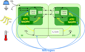 Plant and cell physiology impact factor 2019. Modeling Photosynthetic Resource Allocation Connects Physiology With Evolutionary Environments Scientific Reports