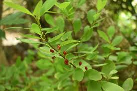 Image result for Erythroxylaceae