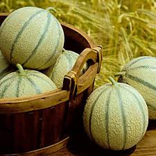 Melonen Im Gewachshaus Anbauen Melonen Gewachs Melonen Anbauen