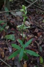 Image result for Habenaria arenaria