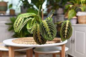 We did not find results for: 4 Plantes D Interieur Qui N Ont Presque Pas Besoin De Lumiere