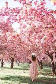 5 Secret Places For Cherry Blossoms In Dc That Are Tourist Free 2022 Cherry Blossom Dc Cherry Blossom Girl Blossom Trees