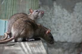 The trapping and the poisoning is used to control a rat problem that already exists while the exclusion will offer long term control. How To Get Rid Of Rats Naturally Natural Rat Repellent Guide Install It Direct