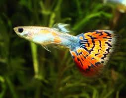 Cara sukses budidaya ternak ikan guppy berikut ini panduan lengkap tentang bagaimana cara sukses dalam budidaya ikan hias guppy sementara di asia (termasuk indonesia) tenggara disebut dragon. Panduan Lengkap Cara Praktis Budidaya Ikan Guppy Agar Cepat Besar Faunadanflora Com