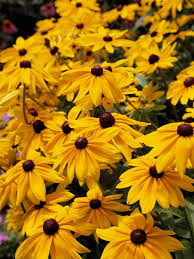 How long do flowers last? 16 Long Living Perennials For Your Garden Better Homes Gardens