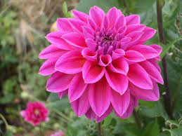 Dahlia 15 Jpg 2048 1536 Beautiful Flowers Flowers Most Beautiful Flower Pictures