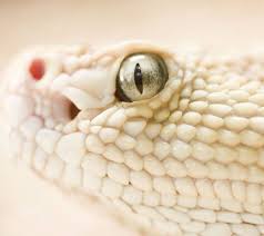 Dans la chine ancienne, un enfant achète au marché un petit serpent blanc. Serpent Blanc Fond D Ecran Telecharger Sur Votre Mobile Depuis Phoneky