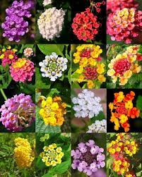 20pc Lantana Camara Kvetiny Semena Vzacne Bonsai Rostliny Krasne Zahrady V Domacnosti Ebay Lantana Plant Plants Lantana Flower