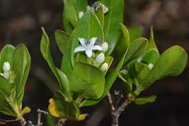 Image result for Triainolepis