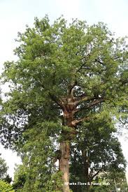 Image result for Ceiba pentandra