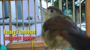 Check spelling or type a new query. Download Lagu Plamboyan Mp3 Video Mp4 3gp