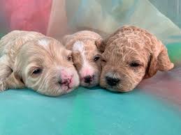 Check spelling or type a new query. Cockapoo Puppies For Sale Cockapoo Breeder In Iowa