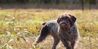 Weighs in at about 80 lbs he is currently on all. Wirehaired Griffon Ultimate Upland Bird Dogs Pheasant And Quail Hunting