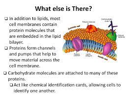 Most animal cell membranes have proteins that pump. Most Animal Cell Membranes Have Proteins That Pump Animal West