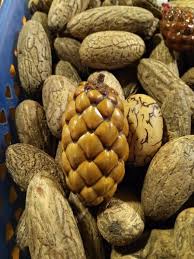 Image result for Raphia australis